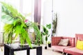 Modern room interior. Pink sofa with pillows against a white wall and lots of potted plants Royalty Free Stock Photo