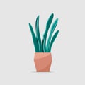 Modern sansevieria houseplant, great design for any purposes. Flat green illustration on gray backdrop.