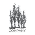 Modern Sequoia tree logo. Vector illustration.