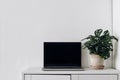 Modern simple workspace composition. Notebook mock-up scene. Monstera plant in flower pot and laptop on wooden cabinet Royalty Free Stock Photo