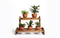 Modern Simplicity Wooden Plant Holder on White Background