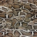 Modern snake skin for print colored pattern