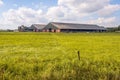 Modern stable with cows in a Dutch polder landscape Royalty Free Stock Photo