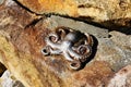 Modern Stainless Steel Sculpture, Octopus, Australia