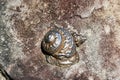 Modern Stainless Steel Sculpture, Sea Snails, Australia Royalty Free Stock Photo
