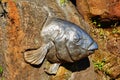 Modern Stainless Steel Sculpture, Blue Groper Fish, Australia