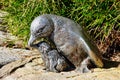 Modern Stainless Steel Sculpture, Fairy Penguins, Australia