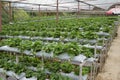 Cultivation of strawberry in greenhouse in Cameron Highland, Malaysia