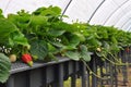 Modern strawberry farm. Industrial farming