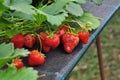 Modern strawberry farm. Industrial farming