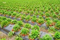 Strawberry farm Royalty Free Stock Photo