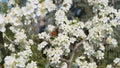 Butterfly sitting on a branched tree in spring