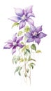 Modern Style Clematis Bundle in Rich Violet on White Background.