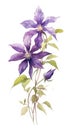 Modern Style Clematis Bundle in Rich Violet on White Background .