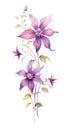 Modern Style Clematis Bundle in Rich Violet on White Background .