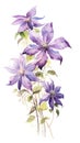 Modern Style Clematis Bundle in Rich Violet on White Background .