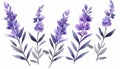 Modern Style Lavender Sprig on White Background in Watercolor .