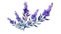 Modern Style Lavender Sprig on White Background in Watercolor .