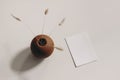 Modern summer, fall stationery still life. Lagurus ovatus grassy foliage in brown ball vase, long shadows. Blank