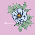 Anemone flower design isolated object