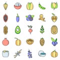 Modern superfood icons set vector color