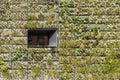 Modern sustainable architecture with building wall overgrown with plants