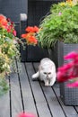 Modern terrace with cat and flowers Royalty Free Stock Photo