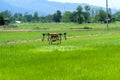 Modern Thai farmers use drones to spray chemicals Above the rice fields