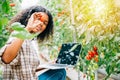 Female farmer inspects tomato quality in the greenhouse using a laptop