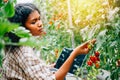 Female farmer inspects tomato quality in the greenhouse using a laptop