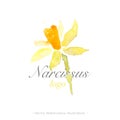 Narcissi watercolor branch. Vector flower template logo design.