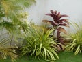 Modern tropicals garden in English style Royalty Free Stock Photo