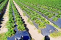 A modern U-pick strawberry farm