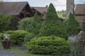 Modern unique landscape design. A group of decorative coniferous trees (Picea abies Nidiformis, Picea glauca Conica)