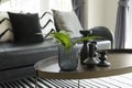 Modern vase and green leaf on center table with black and white pillows on sofa