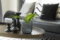 Modern vase and green leaf on center table with black and white pillows on sofa