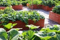 A modern vegetable garden with raised briks beds . Raised beds gardening in an urban garden Royalty Free Stock Photo