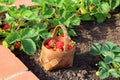 A modern vegetable garden with raised briks beds . Raised beds gardening in an urban garden . Basket full of strawberry