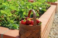 A modern vegetable garden with raised briks beds . Raised beds gardening in an urban garden . Basket full of strawberry