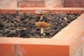 A modern vegetable garden with raised briks beds with mushrooms in fall . Raised beds gardening in an urban garden