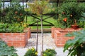 A modern vegetable garden with raised briks beds . .Raised beds gardening in an urban garden growing plants, herbs