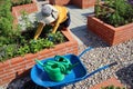 A modern vegetable garden with raised briks beds . Raised beds gardening in an urban garden . Woman harvesting