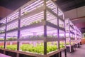 Modern Vertical agriculture indoor farm Royalty Free Stock Photo
