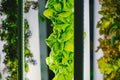 Modern vertical farm. Agricultural greenhouse.