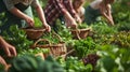 Modern Village fruit and vegetable picking scene.