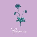 Wild Cosmos flower design isolated object