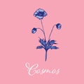 Wild Cosmos flower design isolated object