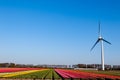 Modern wind mill between tulip flower fields in The Netherlands Royalty Free Stock Photo