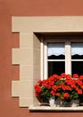 Modern Window with Red Geraniums