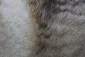 Modern wolf fur texture background close up, husky dog Royalty Free Stock Photo